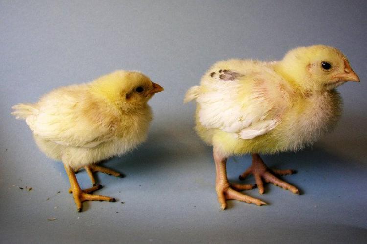 Có thể xác định giới tính trứng gà bằng tia hồng ngoại?